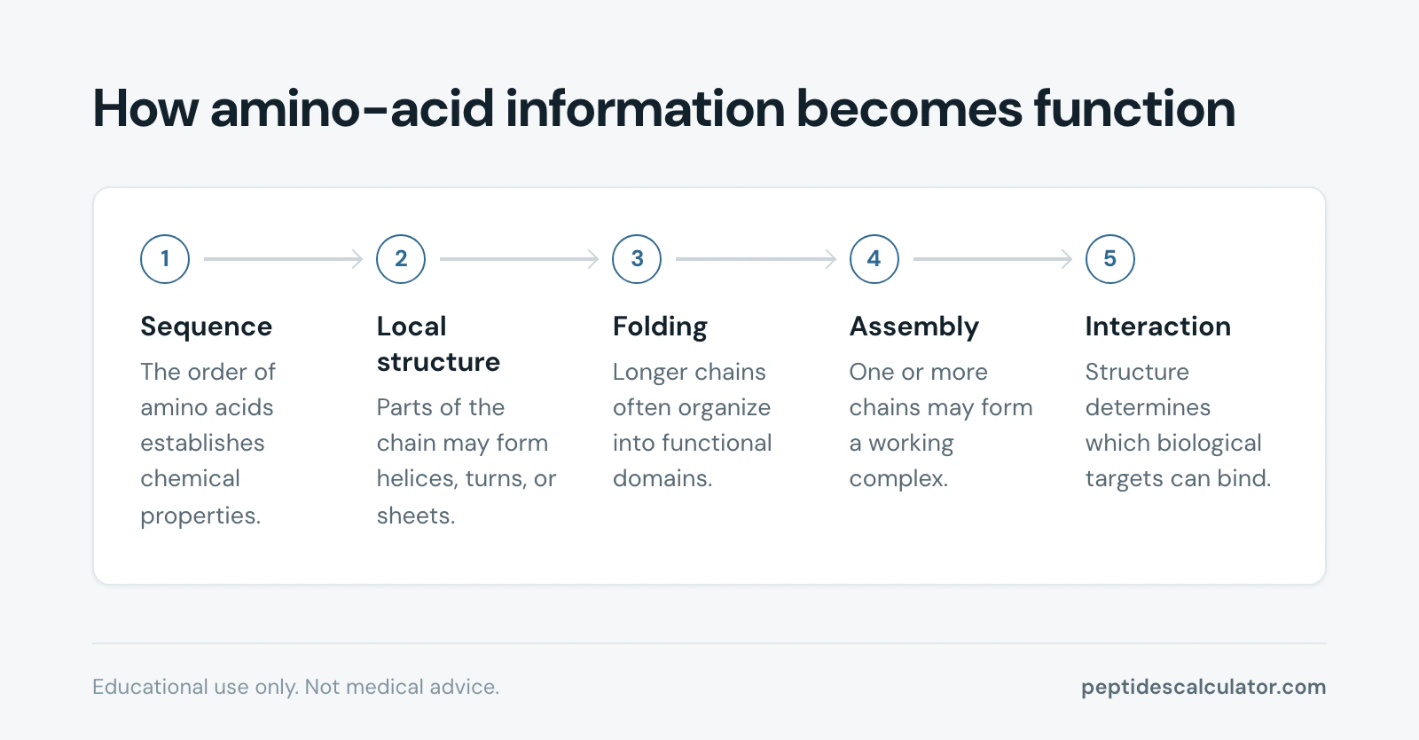 5-step process diagram, How amino-acid information becomes function