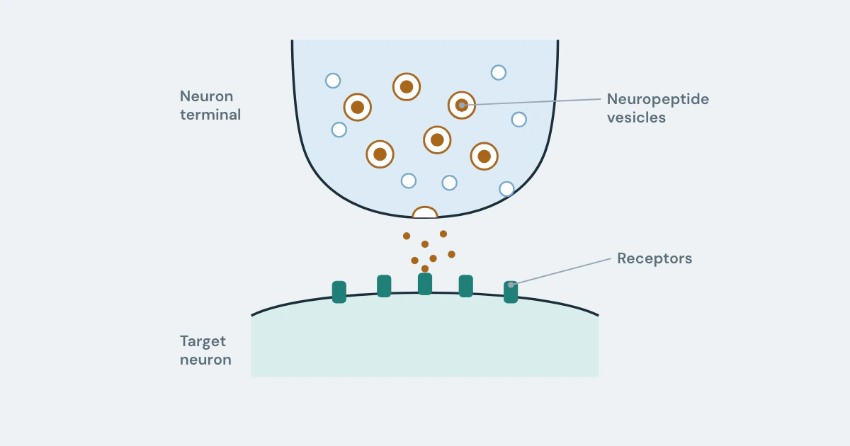 Illustration for the Peptides in Cognitive Research research guide. A nerve terminal holding neuropeptide vesicles; one releases peptide across the gap to receptors on the target neuron.