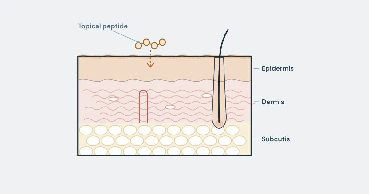 Illustration for the Peptides in Skin Research research guide. A skin cross-section (epidermis, dermis, subcutis) with a topical peptide on the surface and a short arrow stopping in the upper layer.